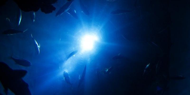 Profundidades marinas: la evolución de la Tierra también se encuentra ahí Las profundidades marinas y la evolución del planeta