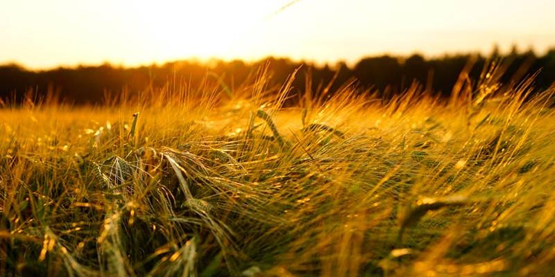 Proteger la biodiversidad es crucial para luchar contra el hambre. Imagen: Pixabay Fuente de esta imagen sobre biodiversidad: Pixabay