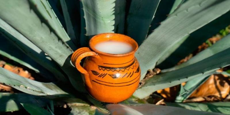 El pulque es una bebida milenaria de la gastronomía mexicana Pulque/Top Adventure