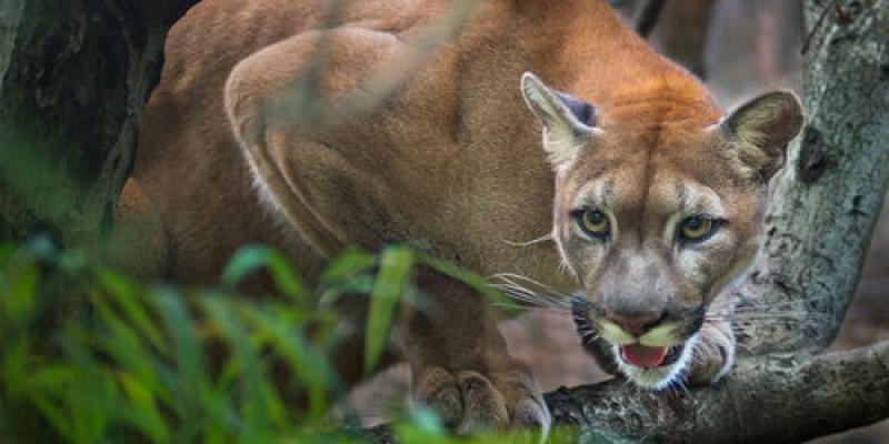 Un niño de ocho años salva su vida de milagro tras el terrible ataque de un puma en el jardín de su casa. Puma