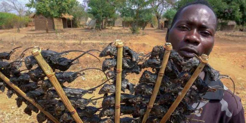 Los malauíes recurren a alimentarse de ratones para matar el hambre que sufren Los malauíes recurren a alimentarse de ratones para luchar contra el hambre
