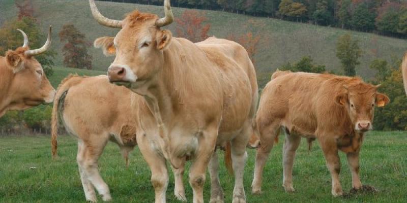 Razas de ganado autóctonas