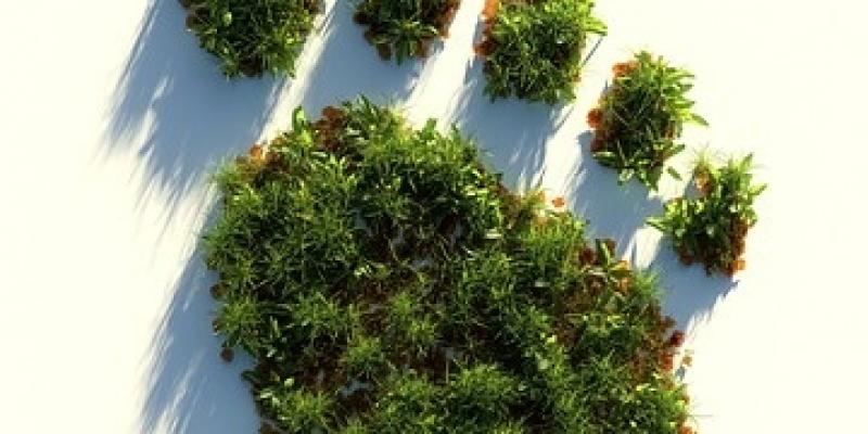 Reconocimiento al Real Betis por sus registros eco - Pixabay El trabajo del Real Betis y su huella de carbono