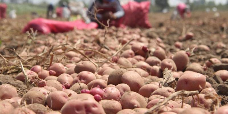 Recomendaciones para prevenir contagio de coronavirus en zonas rurales. La producción y abastecimiento de alimentos debe continuar, a pesar del coronavirus.