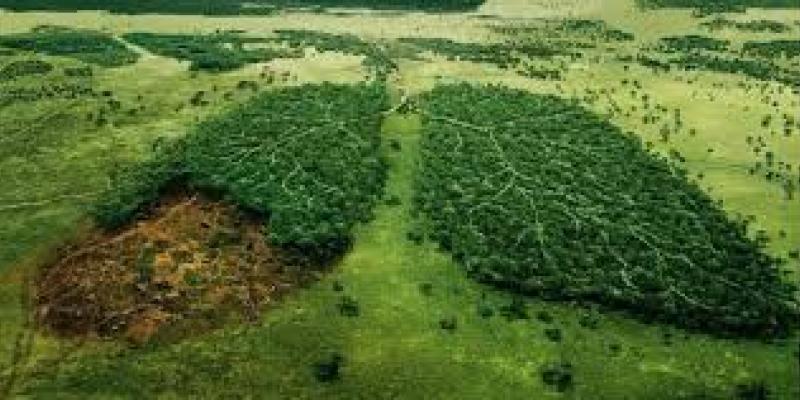 Imagen de unos árboles en forma de pulmones/Regeneración Los recursos naturales se agotan