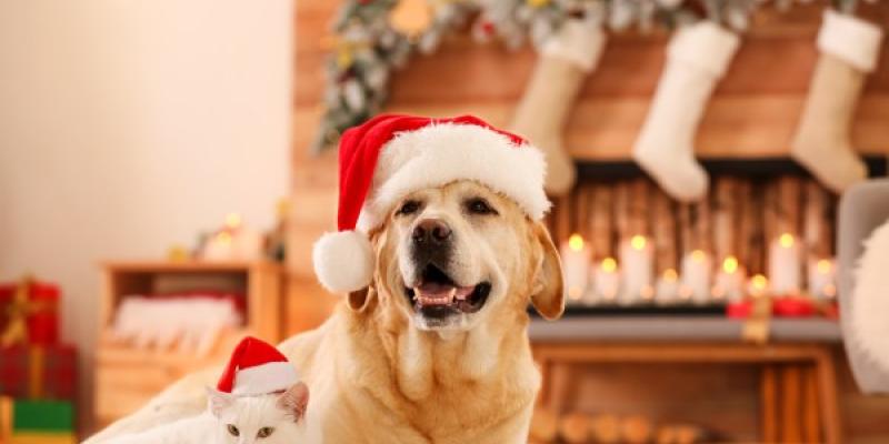 Perro navideño