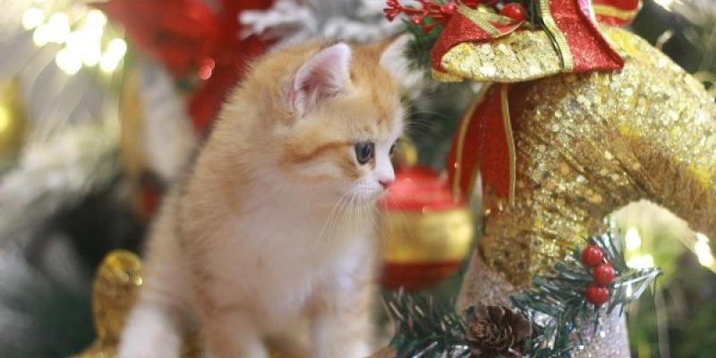 Ideas de regalos para nuestras mascotas Regalos para nuestras mascotas