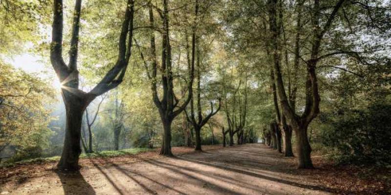 Diferentes plantas durante un momento del día con sol | Foto del CSIC Diferentes plantas durante un momento del día con sol