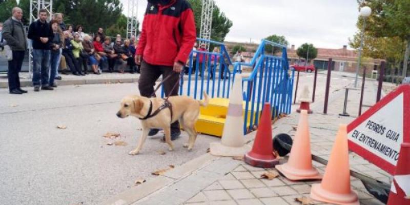 Perros de asistencia - Foto: Fundación ONCE Demostración del trabajo de asistencia en la Fundación ONCE del Perro Guía