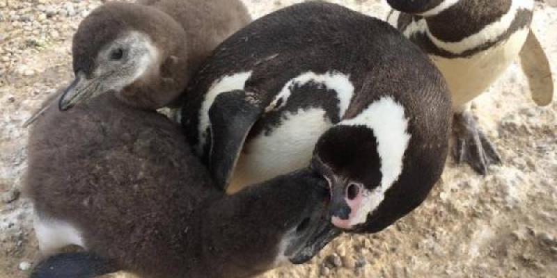 Pingüino de Magallanes alimentando a sus crías, aves marinas