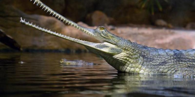 El cocodrilo es una de las especies de reptiles que está en peligro de extinción