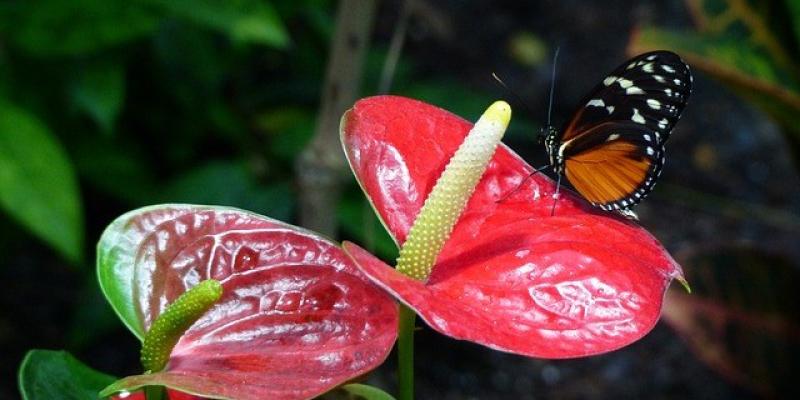 Cuidar de nuestra Biosfera - Pixabay Reserva de la Biosfera