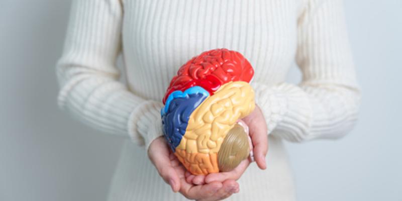 Imagen de un cerebro/envatoelements Preguntas sobre salud cerebral