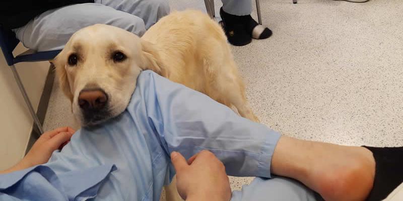Imagen de un paciente con un perro/Conociendo a mi perro Purina y el Hospital Universitario de Henares lanzan las terapias con animales