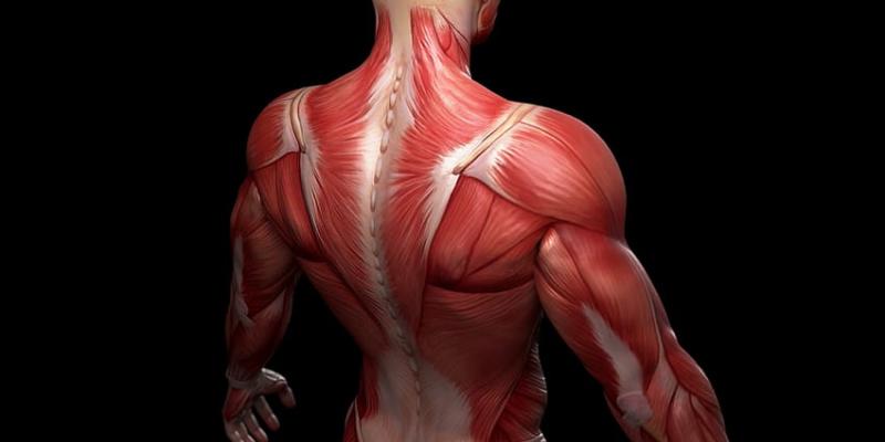 Así es la salud muscular La salud muscular es importante