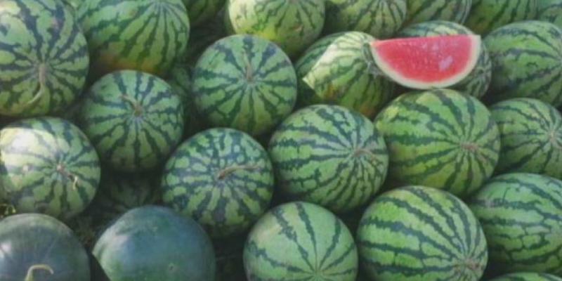 Sandías Las sandías con pesticida no autorizado de Marruecos
