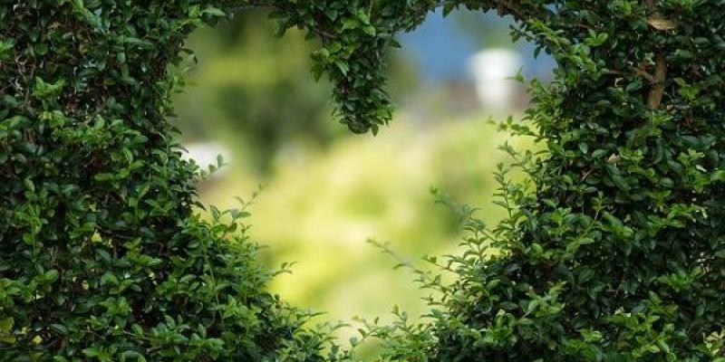 Sanidad vegetal: formas de actuar para su cuidado y divulgación Hay que cuidar la sanidad vegetal