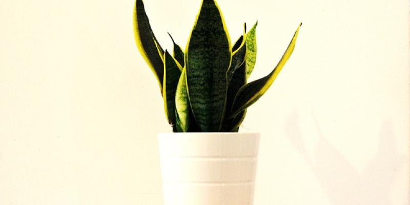 Una Sansevieria en maceta