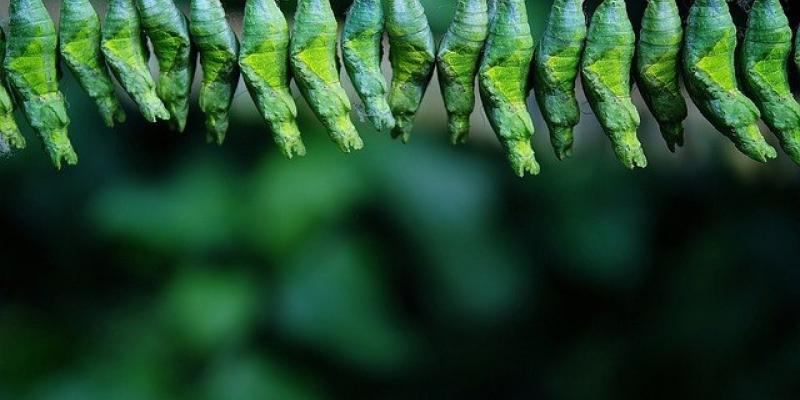 Capullos de mariposas - Pixabay Salvar a las mariposas
