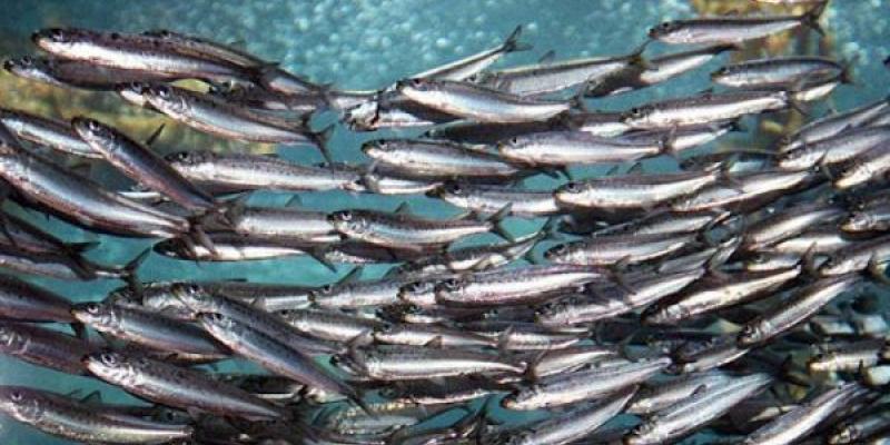 La sardina ibérica se puede convertir en un lujo si sigue mermando su población Población de sardina ibérica