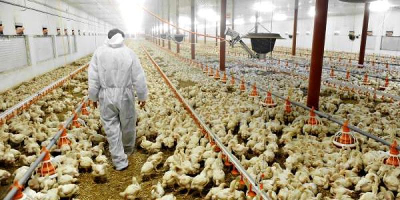 Imagen del sector avícola propiedad de Bigstock Granja de aves
