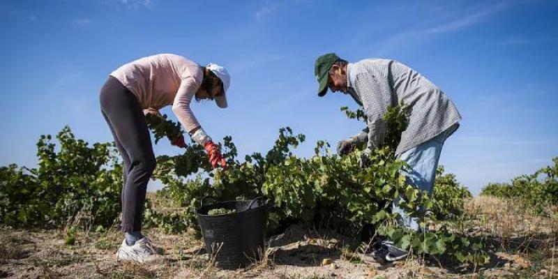 Cambio climático amenaza los viñedos - Foto: Bernardo Díaz Viñaderos de la Bodega Rodríguez y Sanzo en Valladolid.