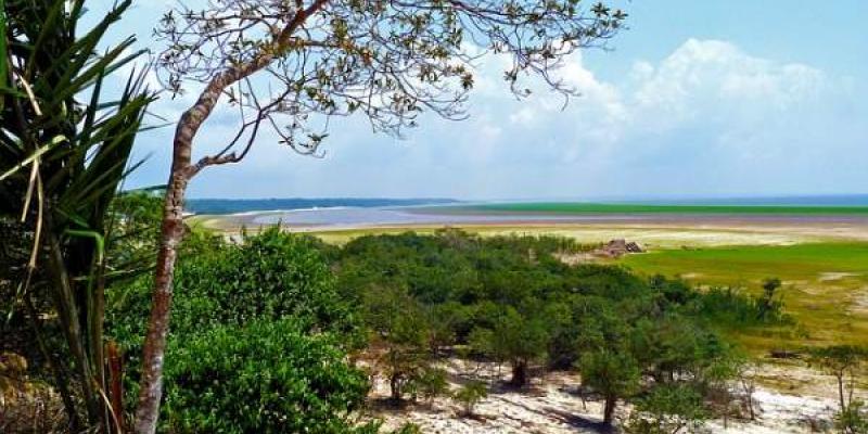 La desertificación en la selva amazónica/ Pixabay La selva amazónica