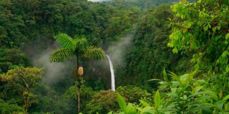 Selvas tropicales Selvas tropicales