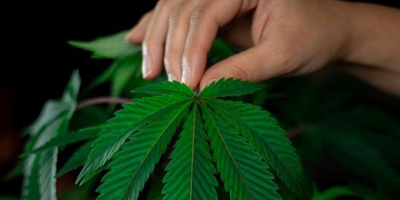Las semillas de CBD también importan - Pexels Las semillas de CBD y sus plantas