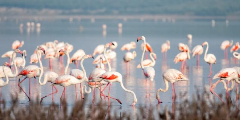 Flamencos en la Laguna Salada de Fuente de Piedra La sequía y los flamencos