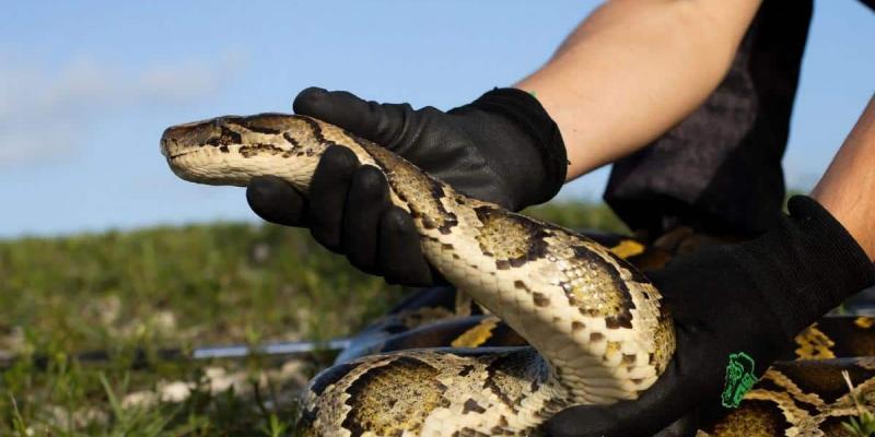 Imagen de una serpiente/20Minutos Los investigadores descubren que las serpientes tienen clítoris