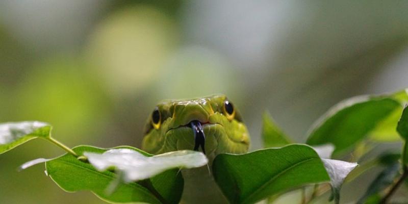 Serpiente / Pixabay Cabeza de serpiente
