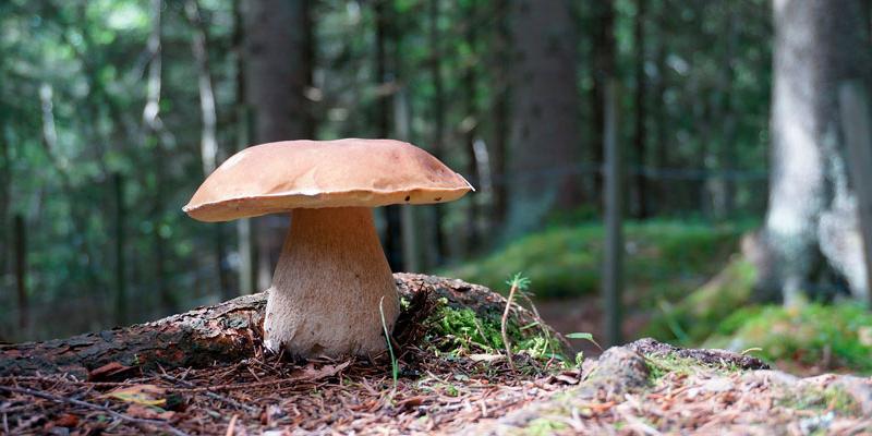 Hay muchos lugares donde buscar setas en Madrid, especialmente en la sierra de Guadarrama Llega la temporada de setas en Madrid
