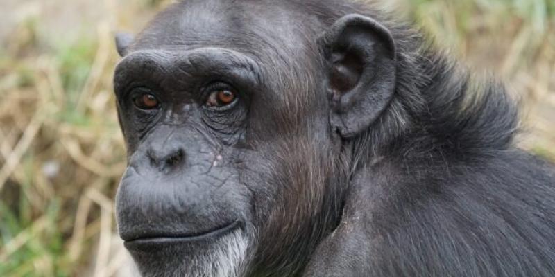 Imagen de un simio/El Independiente Los simios africanos sufren la crisis climática