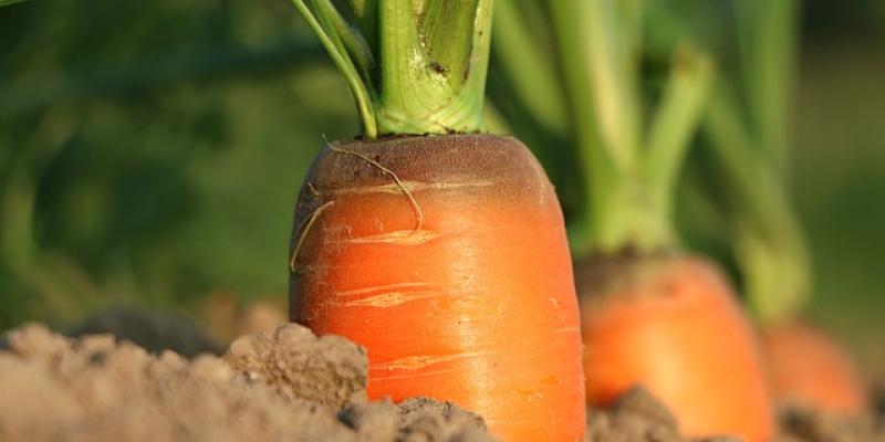 Cambio políticos para el sistema alimentario español - Pixabay El sistema alimentario español