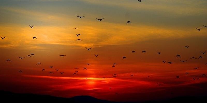 La ayuda que necesita el planeta son las soluciones climáticas naturales Soluciones climáticas naturales
