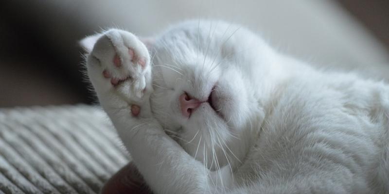 Somnolencia y demencia / Pixabay Gato dormido