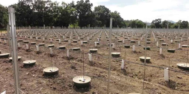 Waterboxx, un sistema para reforestar zonas áridas