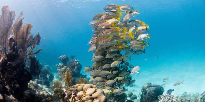 Imagen del océano/World Wildlife Fund Nueva protección de las aguas