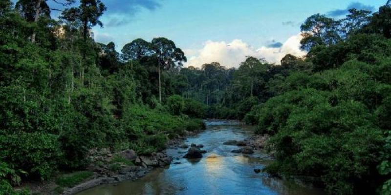 Los bosques talados no se recuperan igual