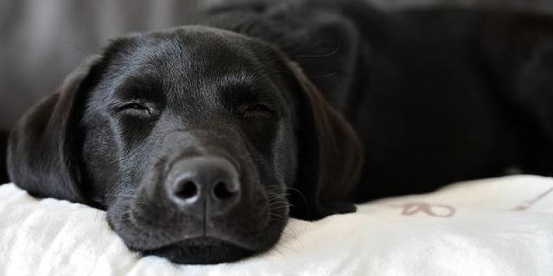 Técnicas para dormir mejor - Pixabay Dormir es bueno para la salud
