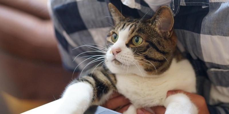 Gato con un ordenador