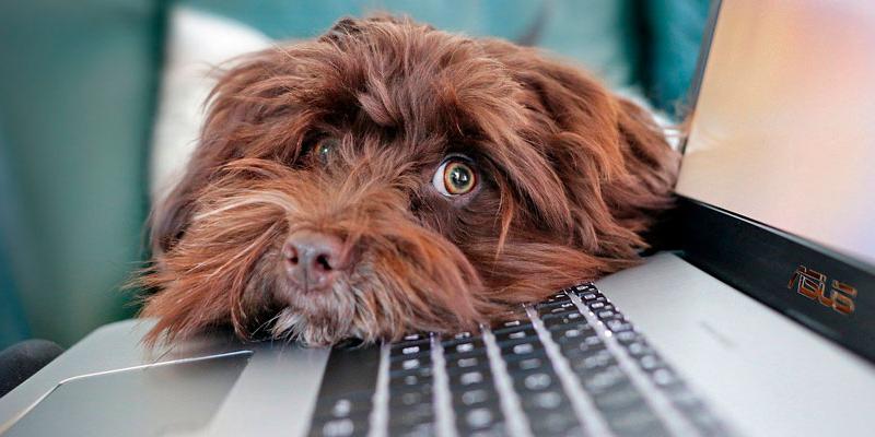 Imagen de Pixabay Imagen recurso para teletrabajo en Pixabay