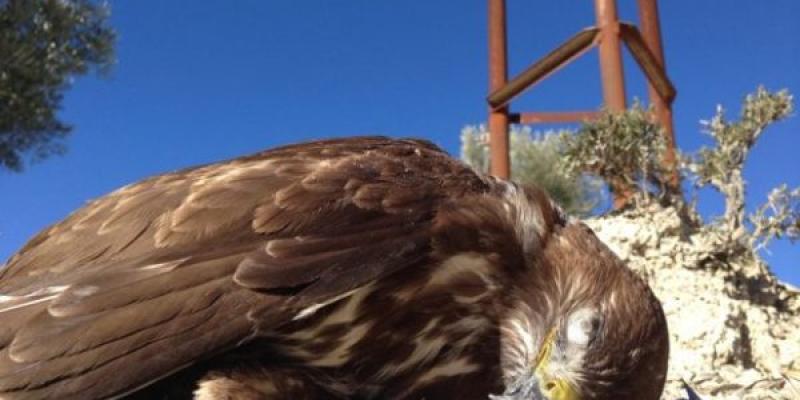 Tendidos eléctricos: muchas aves mueren electrocutadas