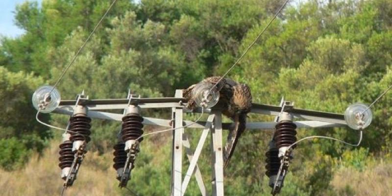 Tendidos eléctricos Ave fallecida por colisión con tendidos eléctricos