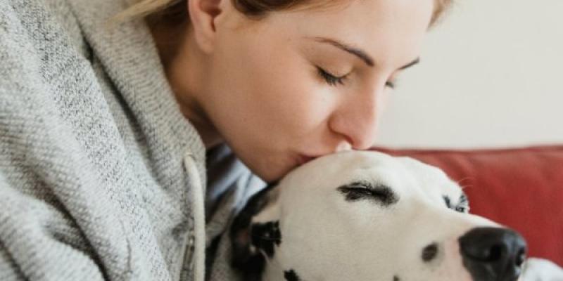 Perros Así contribuyen las terapias con perros