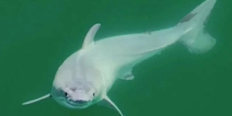 El tiburón blanco recién nacido capturado por una cámara