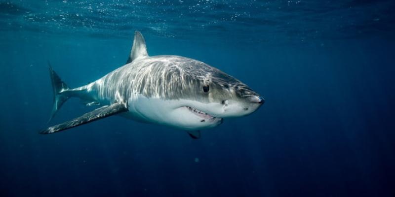 El regreso del tiburón blanco