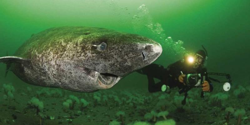 Tiburón de Groenlandia - Aquae Fundación Tiburón de Groenlandia