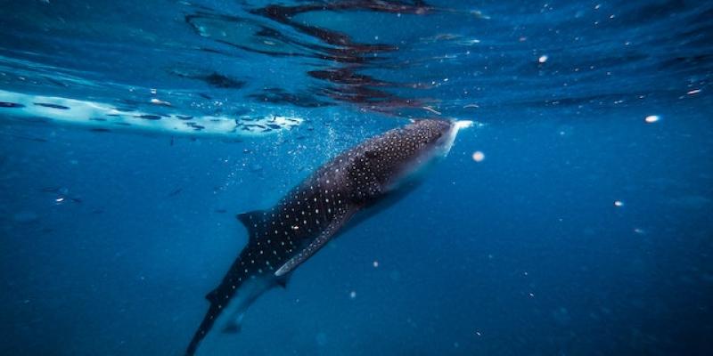 Tiburones en el mar 